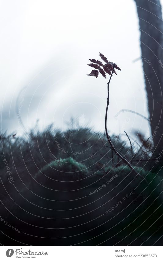 Restlichtverwertung im Nebel am Waldesrand mit Blatt der Vogelbeere, das mit Spinnenfäden verziert ist. Waldboden Moos Moosteppich natürlich düster beängstigend