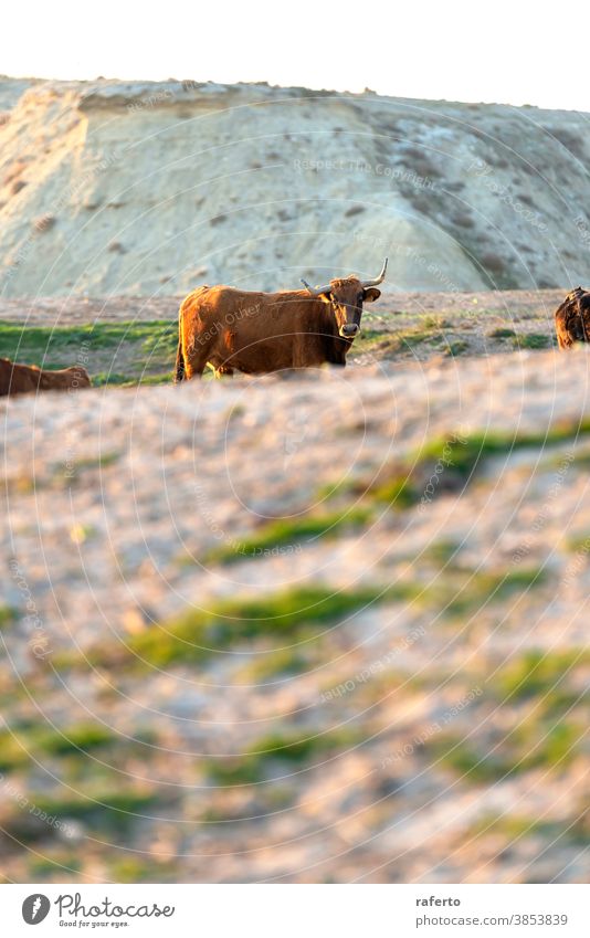 Einsame braune Kuh auf der Weide mit Blick in die Kamera Tier Bulle Rind Natur Bauernhof Feld Gras Ackerbau ländlich Wade Viehbestand Säugetier Herde