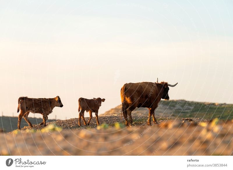 Fell und Kalb, die bei Sonnenuntergang auf die Weide schauen Kuh Tier Bulle braun Rind Natur Bauernhof Feld Gras Ackerbau ländlich Wade Viehbestand Säugetier