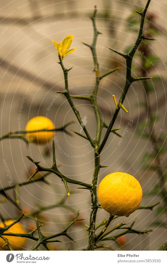 Zitrone zitrone Zitrusfrüchte zitronengelb Zitronenbaum Pflanze fruchtig Frucht