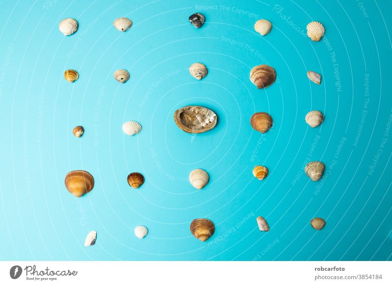 verschiedene Muscheln auf blauem Hintergrund reisen Strand tropisch Natur Stern Seestern Urlaub Design Sommer MEER marin altehrwürdig Panzer Meer Sammlung Borte