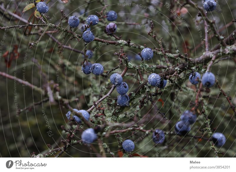 Blaue Schlehdornbeeren reifen an Büschen Erwachsener Ackerbau Antioxidans Herbst schön Beeren Schwarzdorn blau Botanik Ast Buchse Kirsche Nahaufnahme Zwetschge