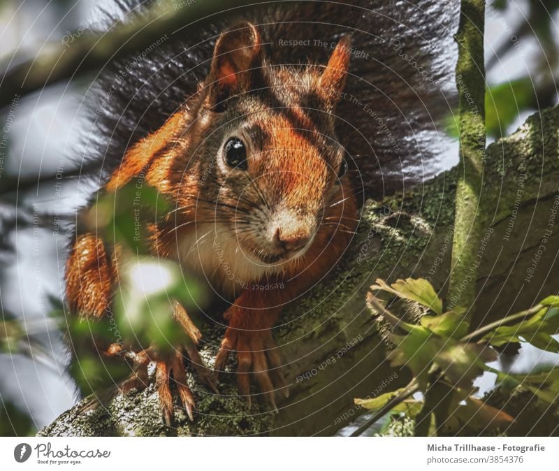 Neugierig schauendes Eichhörnchen im Baum Sciurus vulgaris Tiergesicht Kopf Auge Nase Ohr Maul Krallen Fell Nagetiere Wildtier Natur Blatt beobachten nah