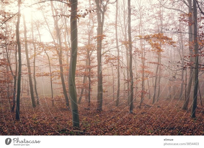 Herbstlicher Buchenwald im Nebel Wald Laubbaum Blatt Baum Natur Nebelstimmung Licht Baumstamm Holz Umwelt braun nebelig Laubwald Gedeckte Farben herbstlich