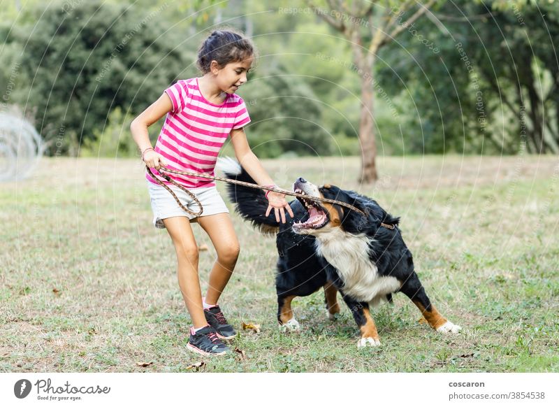Kleines Mädchen von einem Hund angegriffen Aktion Aggression angriffslustig wütend Tier attackieren Hintergrund Schlacht Berner Biss Eckzahn Kind niedlich