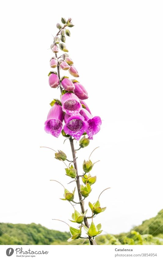 Fingerhut aus der Froschperspektive Rote Fingerhut Digitalis purpurea Wegerichgewächse Pflanze Natur Flora Gift giftig Blatt Blüte blühen wachsen verblühen Tag