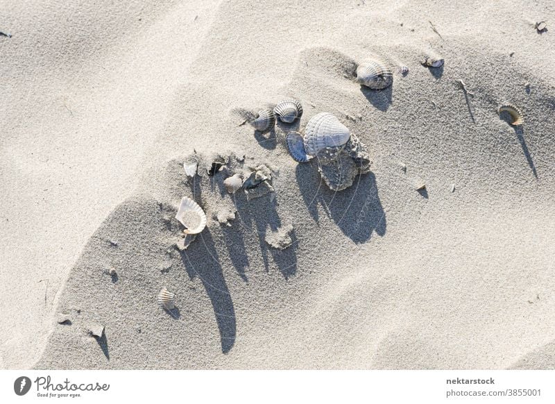 Muscheln auf weißem Sand sonnig Panzer Düne abstrakt Langeoog Stillleben Deutschland Hochwinkelansicht Korn Hintergrund Texturen uneben Strand Direkt darüber