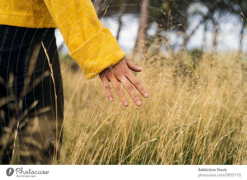 Frau berührt Gras im Feld im Herbst berühren Angebot Landschaft Saison sanft trocknen gelb Pullover Wiese fallen Natur Windstille friedlich Harmonie Pflanze