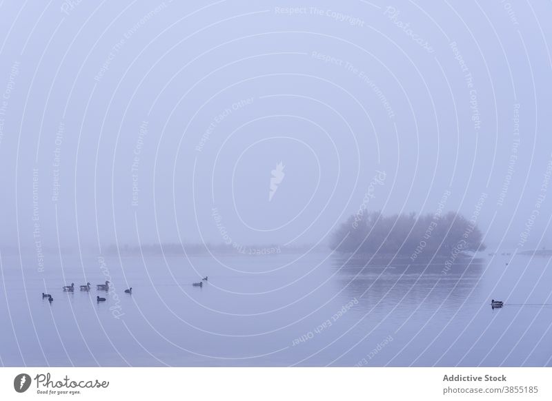 Enten auf einem See an einem mystischen Morgen im Winter Nebel neblig Landschaft geheimnisvoll Mysterium niemand reisen Natur Feuchtgebiete Lagune Lagunen Insel