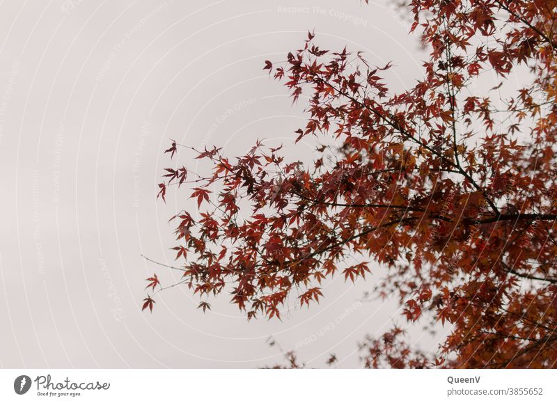 Rote Fächerahorn Blätter in Herbst mit grauem Himmel rot Ahorn Oktober November Stimmung Baum Natur Blatt Jahreszeiten fallen Hintergrund braun natürlich