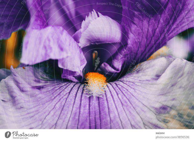 Makro des Inneren einer violetten Blume der Iris germanica iris germanica Bart-Schwertlilie deutsche bärtige Iris Blüte Überstrahlung Blütenblätter Botanik