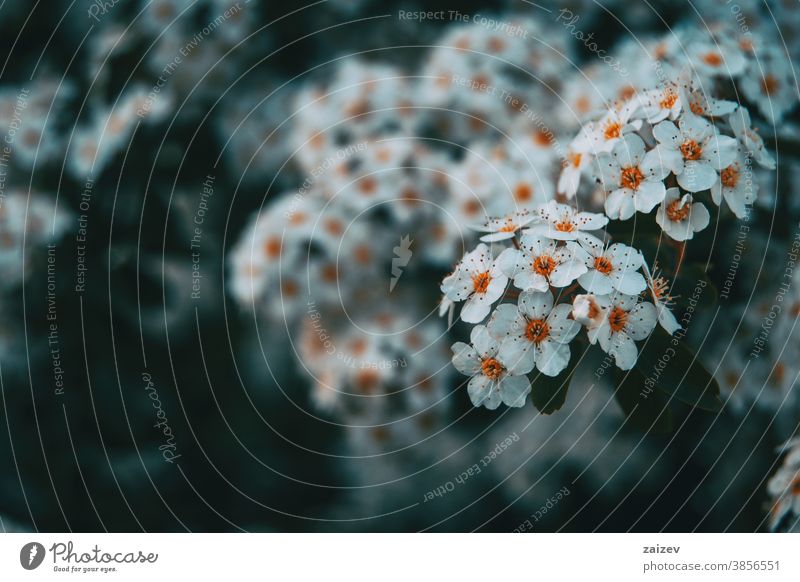 Nahaufnahme einiger Büschel weißer Crataegus monogyna Blume Blüte Überstrahlung Blütenblätter Botanik botanisch Vegetation geblümt Natur natürlich