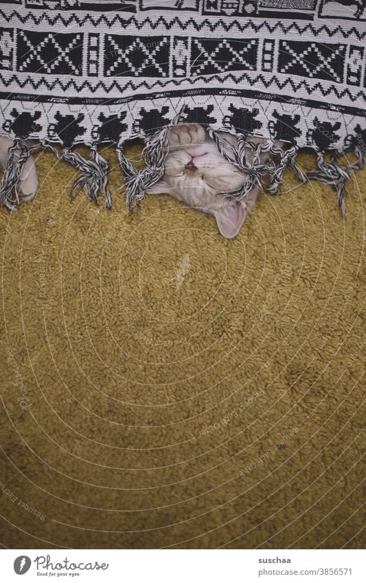 andere katze schläft auch Katze Kater Katzenkind schlafen ausruhen Versteck Tier Haustier niedlich kuschlig Teppich Decke versteckt Hauskatze Tierjunges Pfote