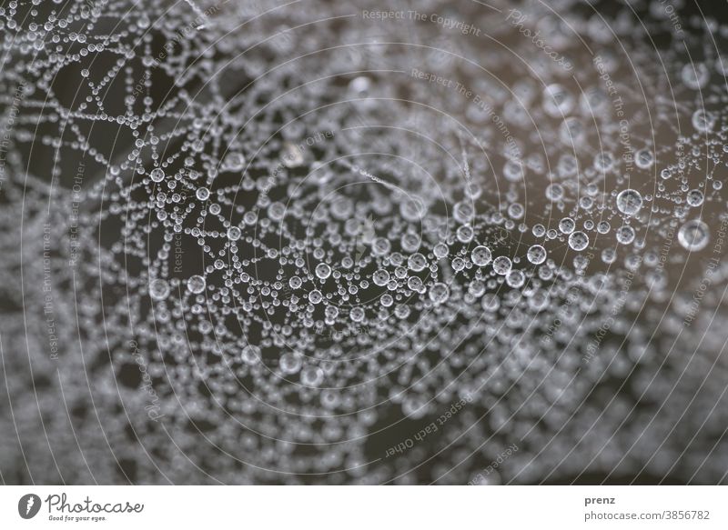 Taupunkt Netz Tropfen Spinnennetz Spinngewebe Tautropfen Makro Farbfoto