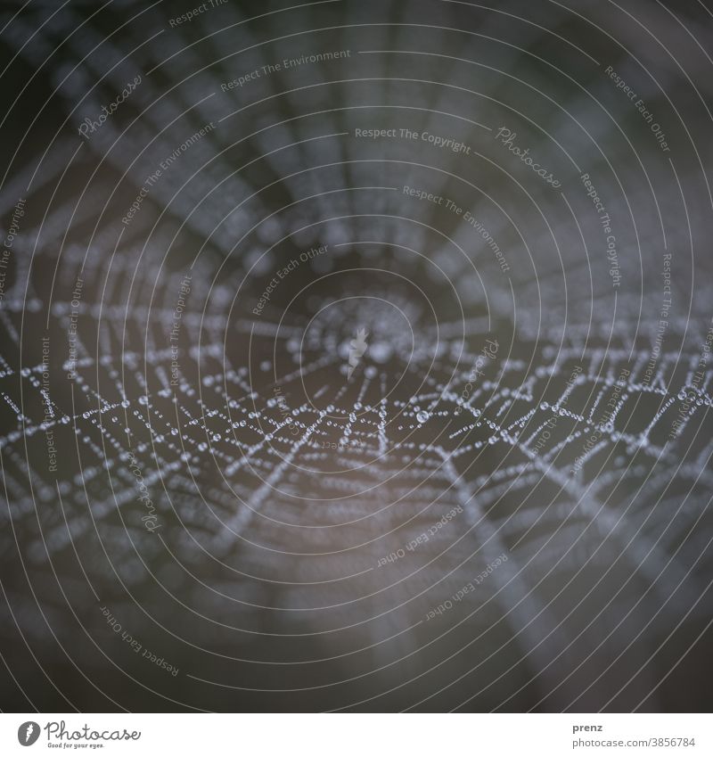 Spinnennetz Tautropfen zauberhaft Herbst Netzwerk Tag neblig Farbfoto