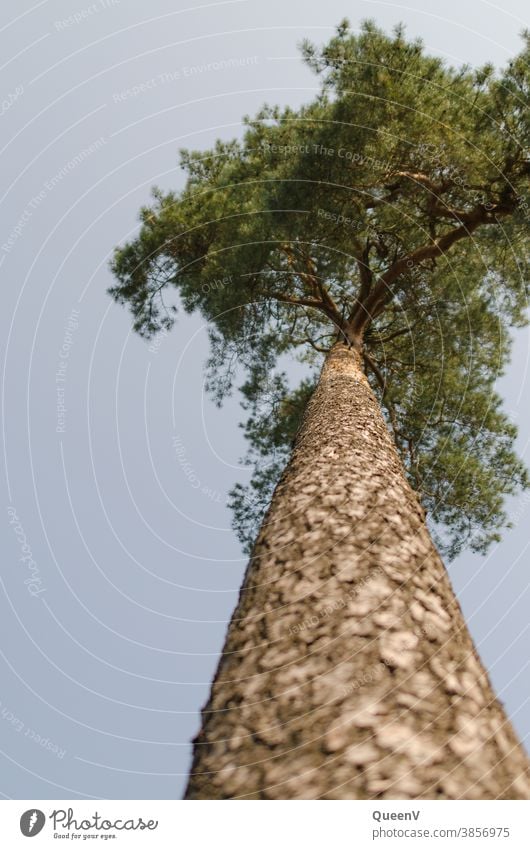 Kiefer von unten fotografiert Pinienkern Baum Stamm Perspektive von unten nach oben von unten gesehen grün Natur Pinienkerne Rinde Borke Baumstamm allein Stütze