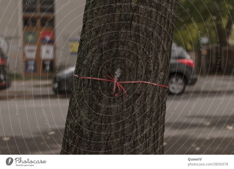 Eine rote Schleife um einen Baum gebunden Straße Stadt Stadtleben Dresden Natur Klimawandel Naturschutz 1 Verkehr Straßenverkehr Verkehrswege Außenaufnahme