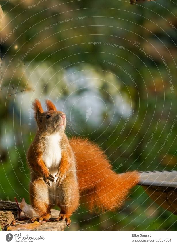 Eichhörnchen in voller Größe stehend von vorn Tier Natur Wildtier niedlich Außenaufnahme Menschenleer Fell klein Pfote Schwanz Tierporträt Nagetiere Tag