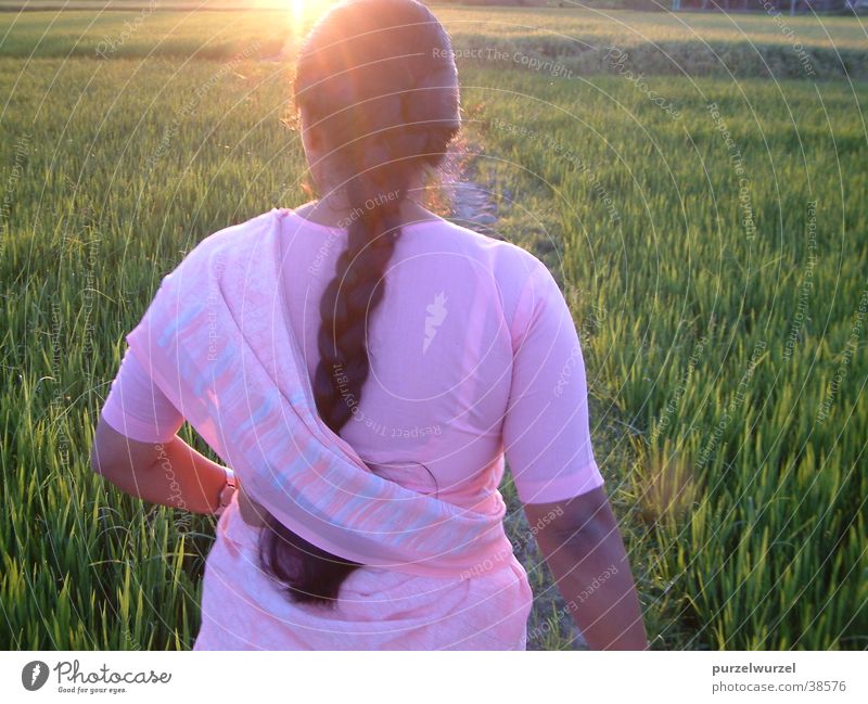 Vor der Ernte Indien Sonnenaufgang Arbeiter Teeplantage Physik Arbeitsbeginn Wärme