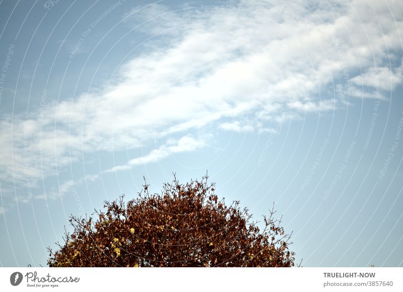 Ein blass blauer Himmel mit diagonaler Spur weißer Wolken bietet der rund getrimmten Krone des herbstlich gefärbten Straßenbaumes viel Luft zum Atmen Herbst