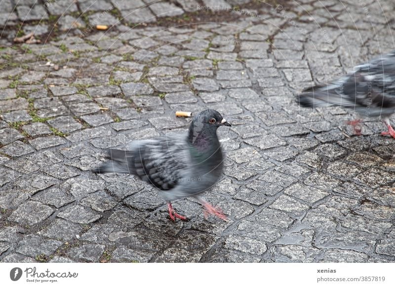 Graue Tauben tanzen über Pflastersteine, Zigarettenstummel liegen im Hintergrund Vogel Bewegung unscharf Tier grau Bewegungsunschärfe xenias