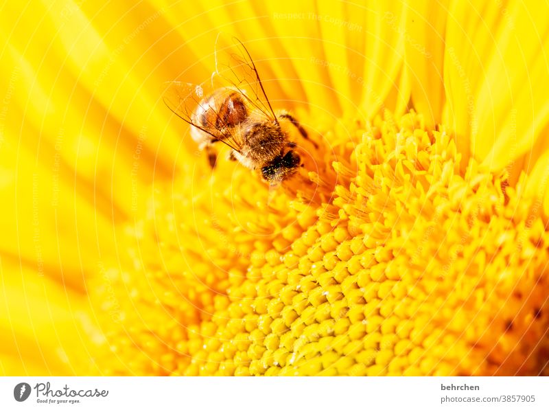 SONN(enblumen)TAG Detailaufnahme gelb Kontrast Wildtier Tierporträt Farbfoto Frühling duftend Duft Sommer Außenaufnahme Pflanze Natur wunderschön blühen Blüte