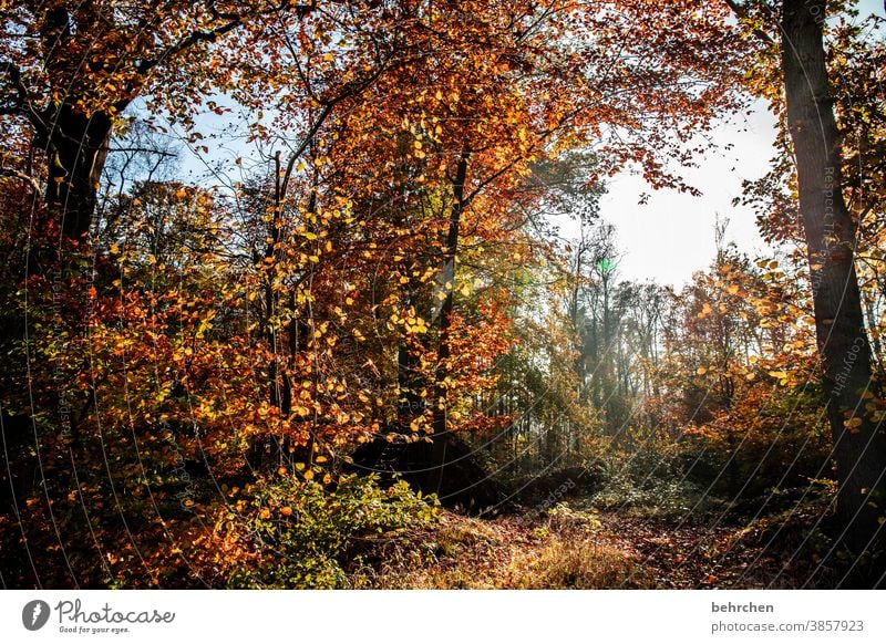 herbstwald Wald Blatt Umwelt Natur Baum fallende Blätter Pflanze Landschaft Herbstlaub Farbfoto Außenaufnahme Schönes Wetter Jahreszeiten Herbstlandschaft