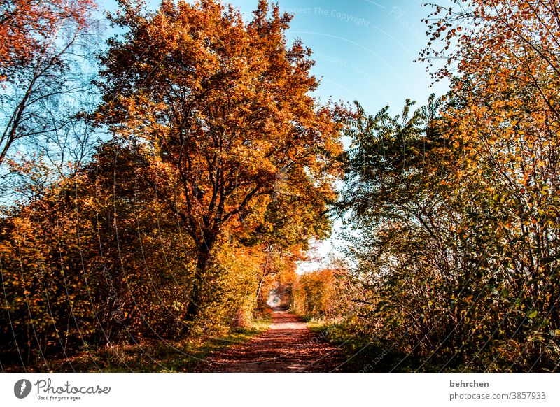 goldener sonntag fallende Blätter Sonnenlicht Kontrast Licht Außenaufnahme Farbfoto Fußweg schön fantastisch Wald Sträucher Blatt Baum Pflanze Herbst Landschaft