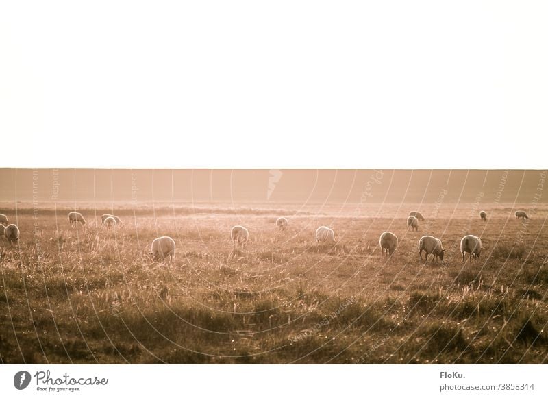 Schafe am Deich im herbstlichen Sonnenlicht Dithmarschen Norddeutschland Herde Gras Natur Umwelt Koog Sonnenschein Farbfoto Wiese Außenaufnahme Landschaft