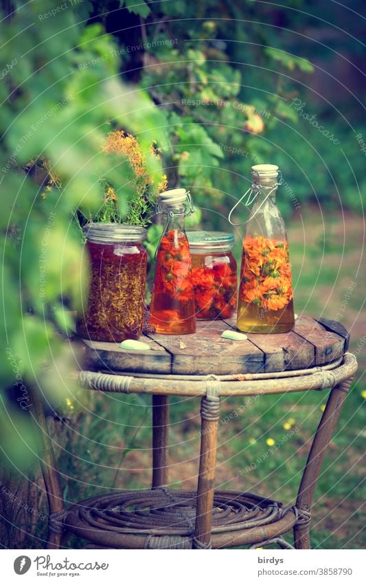 Herstellung von Ringelblumenöl im Garten. Calendula officinalis, Ringelblumenblüten in Öl eingelegt. Glasbehälter auf einem Holztisch im Garten. Landlust
