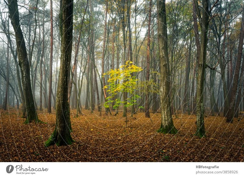 Wald im Nebel Nebelwald Herbst Kleiner Baum Herbstwald Bunte Blätter Bäume Bäumchen Forst landschaftsfotographie trees Buntes Laub Herbststimmung melancholie