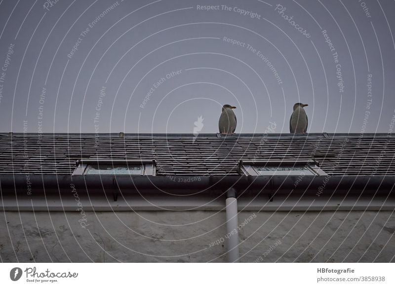Zwei Möwen auf dem Dach Vögel Dachfenster Hausdach Seevögel Tier Blick aufs Dach Fernblick