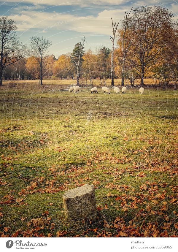 Schafe im Grunewald Wiese Bäume Laub Himmel schönes Wetter Herbst menschenleer Wolken Berlin Herde