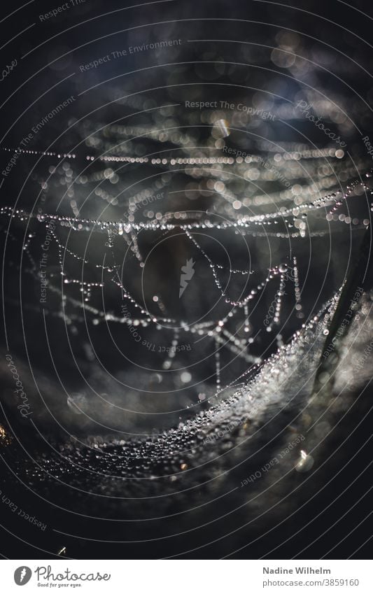 Faszinierendes Spinnennetz mit Morgentau Tau Wassertropfen Netz Natur Außenaufnahme Tropfen Makroaufnahme Nahaufnahme nass Netzwerk Regen Detailaufnahme
