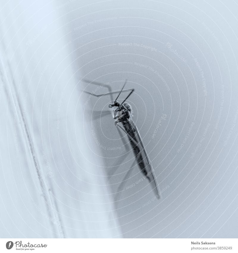Insekt auf Gewächshauswand sitzend Aedes Tier anopheles Arthropode Biologie Biss schwarz Blut Wanze abschließen Kontrolle Gefahr Detailaufnahme Fauna Fliege
