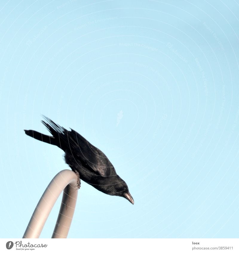 4eyes | Gleichgewichtstraining vogel rabe sitzen geländer himmel sonnig tierwelt spannung aufmerksam wachsam