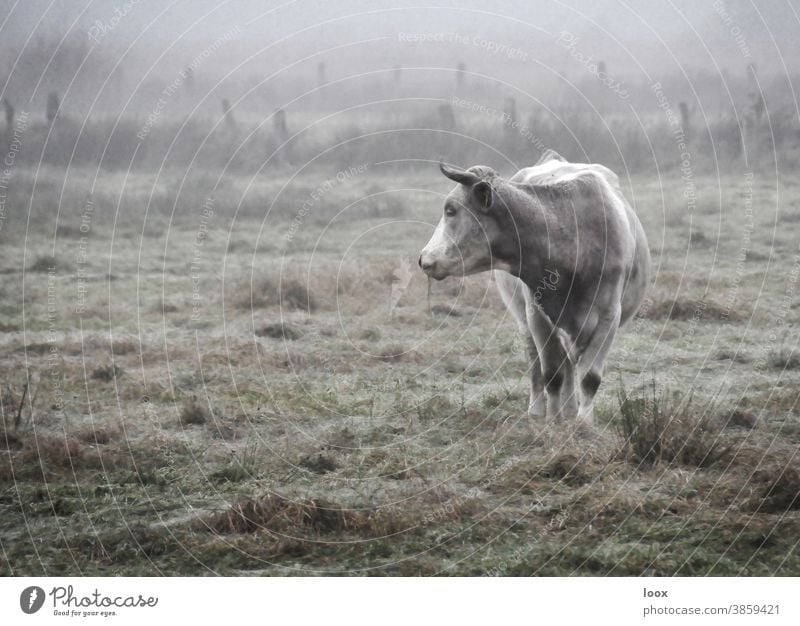 4eyes | Morgenandacht kuh weide stehen nebel Landwirtschaftallein einsam wiese gras zaun tierportrait schauen beobachten still natur wildlife