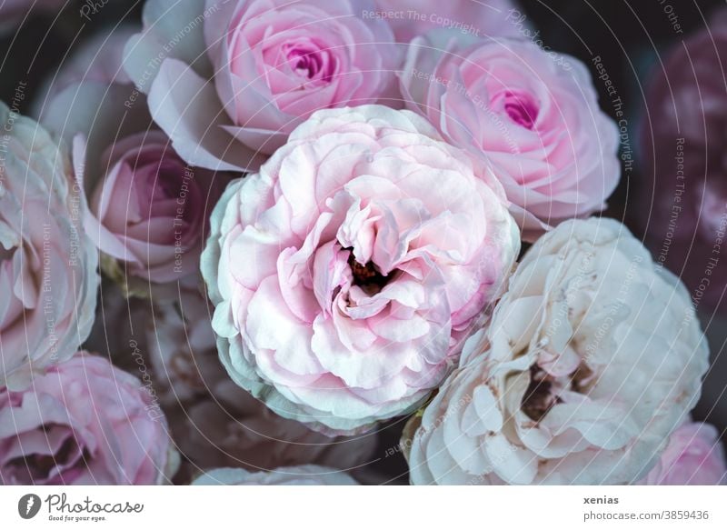 Eine Rose in Rosa unter vielen Rosen rosa Blüte Blume Sommer Pflanze schön Duft Blühend Romantik Garten xenias Rosenblüte Liebe Blütenblatt