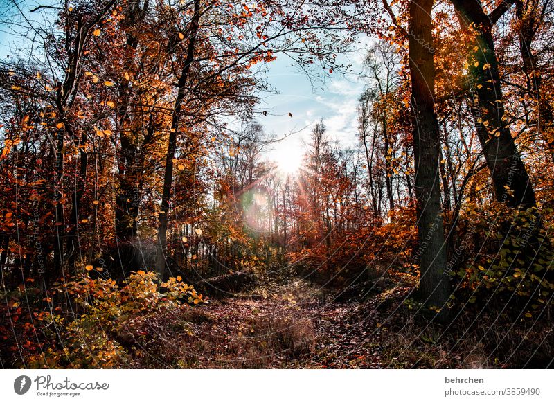 herbstfarben Herbstwald Sonnenstrahlen Idylle Blauer Himmel herbstspaziergang Herbstfärbung herbstlich Herbststimmung Jahreszeiten Herbstlaub ruhig