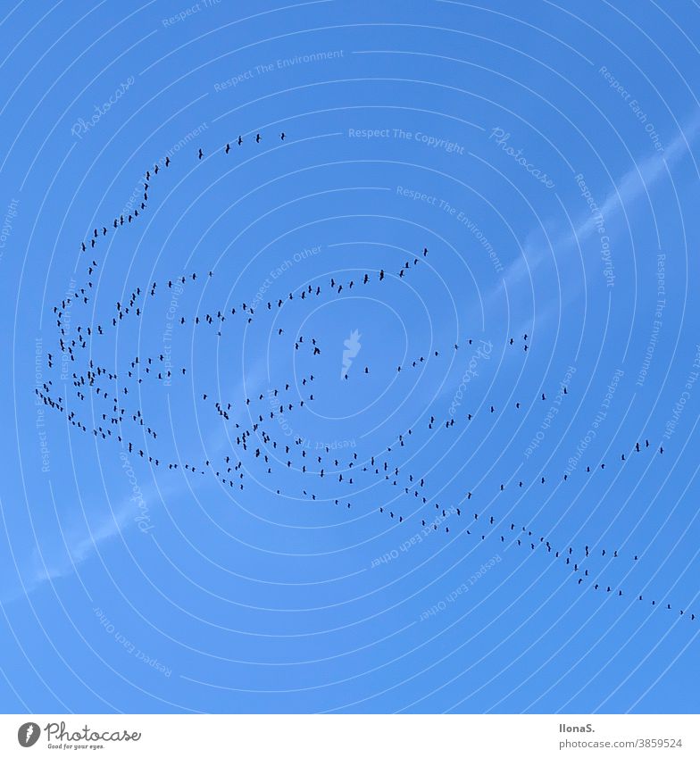 Zugvögel Vogel Vögel Blauer Himmel Süden wärmer in den Süden fliegen Außenaufnahme Farbfoto Natur Herbst Vogelschwarm Wolken