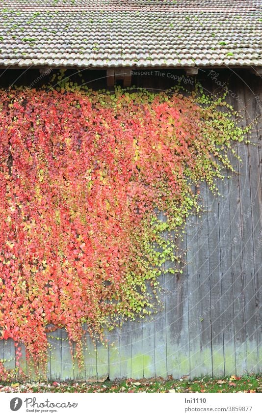 wilder Wein in Herbstfärbung verschönert verwitterte Holzwand eines Schuppens Wilder Wein rankengewächs Jungfernrebe Parthenocissus quinquefolia Kletterpflanze