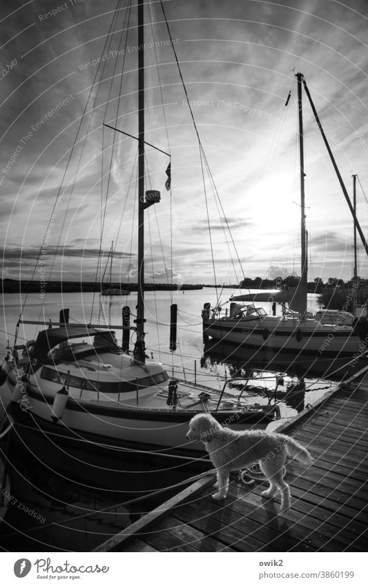 Aufpasser Wasser Schönes Wetter Himmel Wolken Horizont Jacht Segelboot Hafen Anlegestelle Sportboot Schifffahrt dunkel Sicherheit ruhig Idylle Zufriedenheit