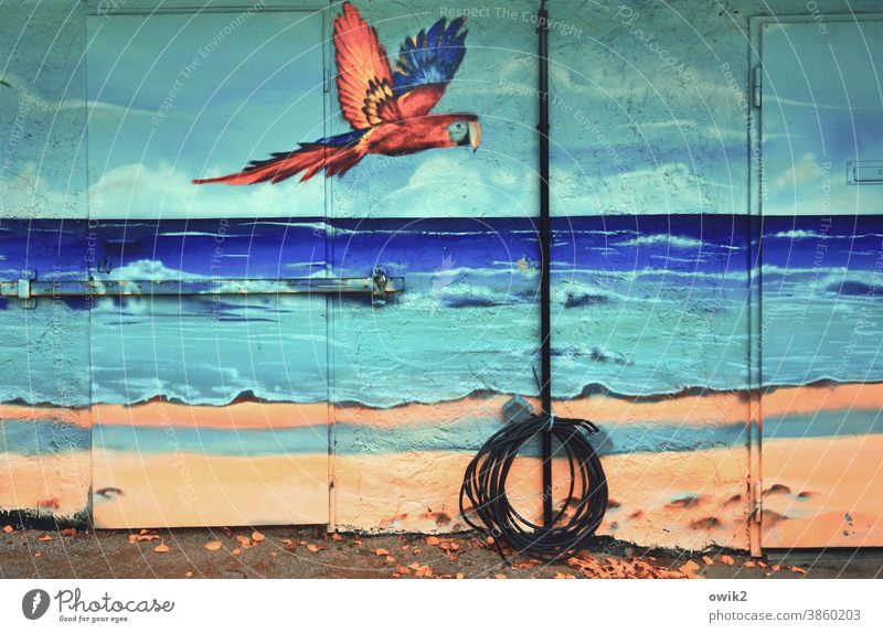 Ausflug ans Farbenmeer Tierporträt Menschenleer Außenaufnahme Farbfoto Kontrolle Schweben Blick fliegen beobachten Vogel Flügel Küste Wind Schönes Wetter Wolken