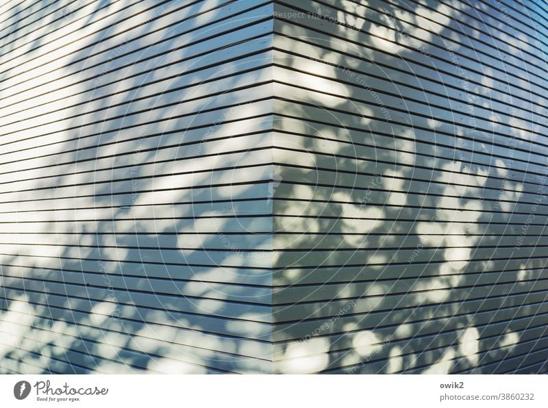 Symmetrie Fassade Wand Zentralperspektive Ecke Hausecke Sonnenlicht Schatten Baumschatten Linien abstrakt Strukturen & Formen Außenaufnahme Mauer Menschenleer