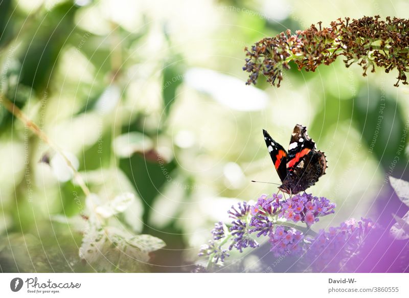 Schmetterling auf einem Schmetterlingsflieder schmetterlingsflieder Sommer zerbrechlich zart sommerlich blüte blume