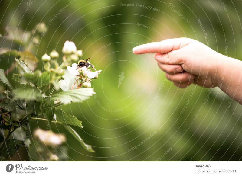 ein Kind zeigt mit dem Finger auf eine Hummel auf einer Blume und die Hummel zeigt zurück entdecken Garten Insekt Umwelt erkunden niedlich zeigen