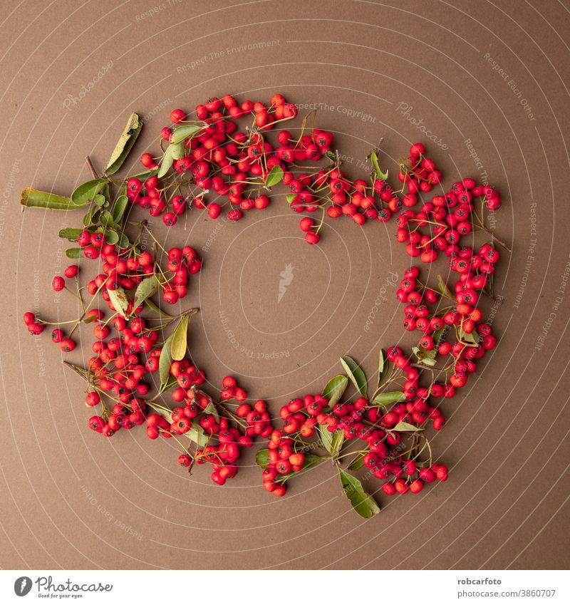 weihnachtlicher Hintergrund mit roten Beeren der Pyracantha coccinea-Pflanze Rahmen Weihnachten Borte Feiertag Winter festlich Postkarte Saison fröhlich Schnee