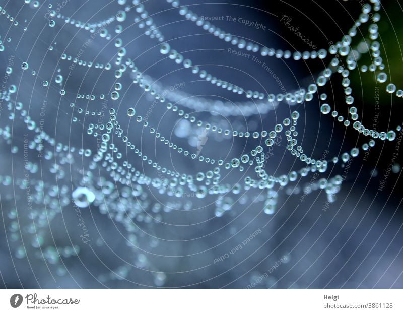 herbstliche Naturperlen - Spinnennetz mit Tautropfen Netz Tropfen Wassertropfen Netzwerk natürlich Herbst Morgen morgens Perlen Makroaufnahme nass Außenaufnahme