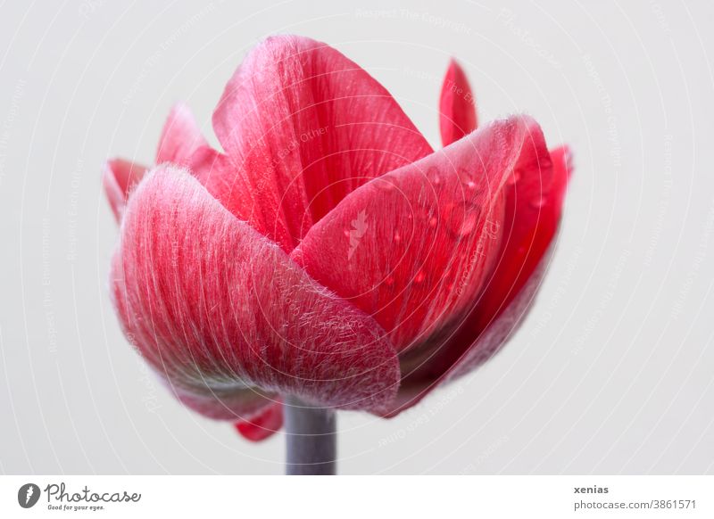 Rote Anemone mit Wassertropfen Blüte Blume Frühling rot Blühend Schwache Tiefenschärfe Nahaufnahme Detailaufnahme xenias