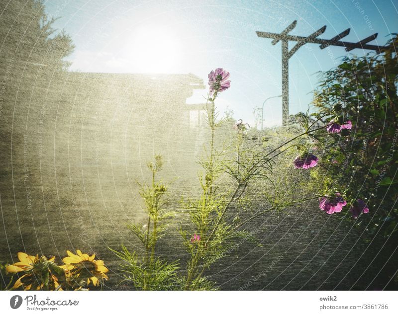 Sprühregen Garten Wasser Wassertropfen Regen nass feucht Pflanze Dusche gießen Frühling Nahaufnahme Lichterscheinung Außenaufnahme geheimnisvoll Wachstum